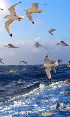 Das Wavy Sea And Seagulls Wallpaper 240x400