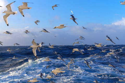 Das Wavy Sea And Seagulls Wallpaper 480x320