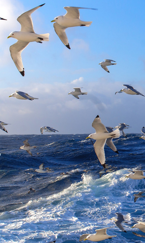 Wavy Sea And Seagulls wallpaper 480x800