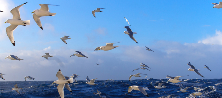 Обои Wavy Sea And Seagulls 720x320