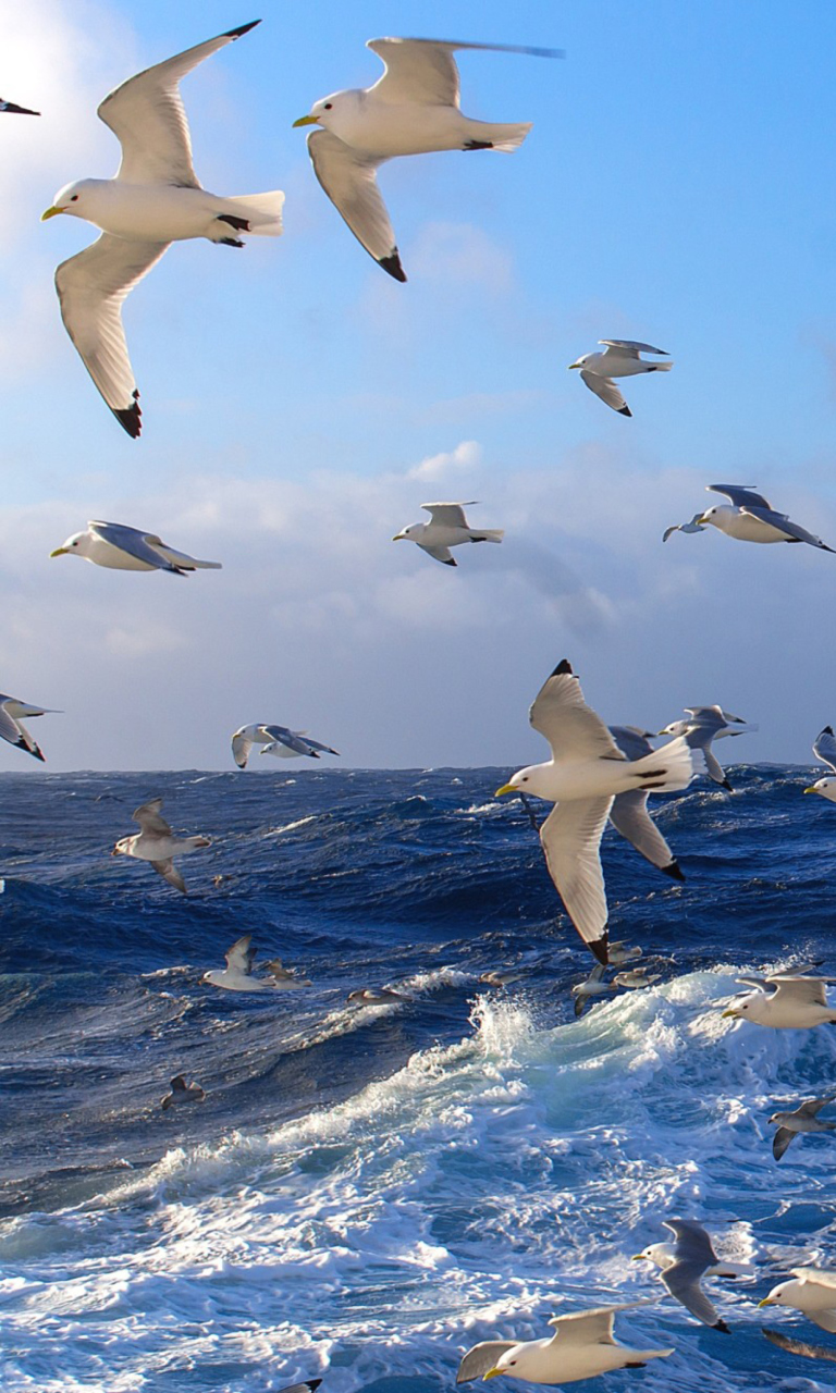 Das Wavy Sea And Seagulls Wallpaper 768x1280