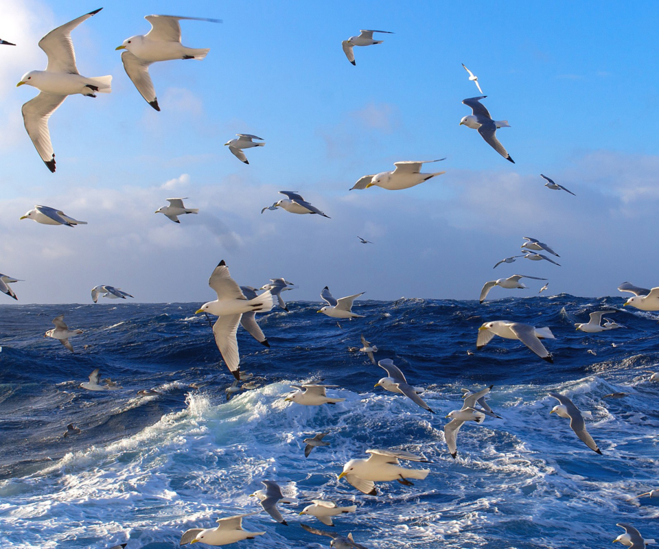 Das Wavy Sea And Seagulls Wallpaper 960x800