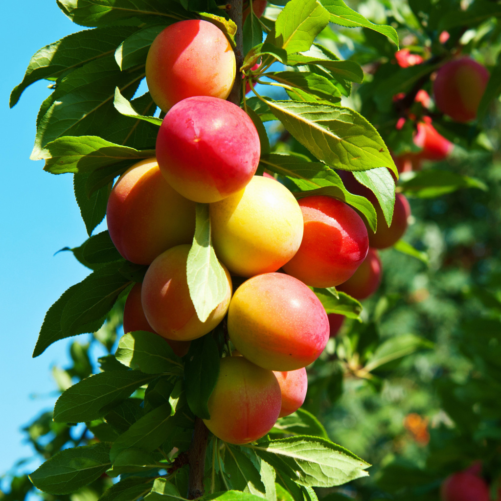 Fondo de pantalla Fruits of plum in spring 1024x1024