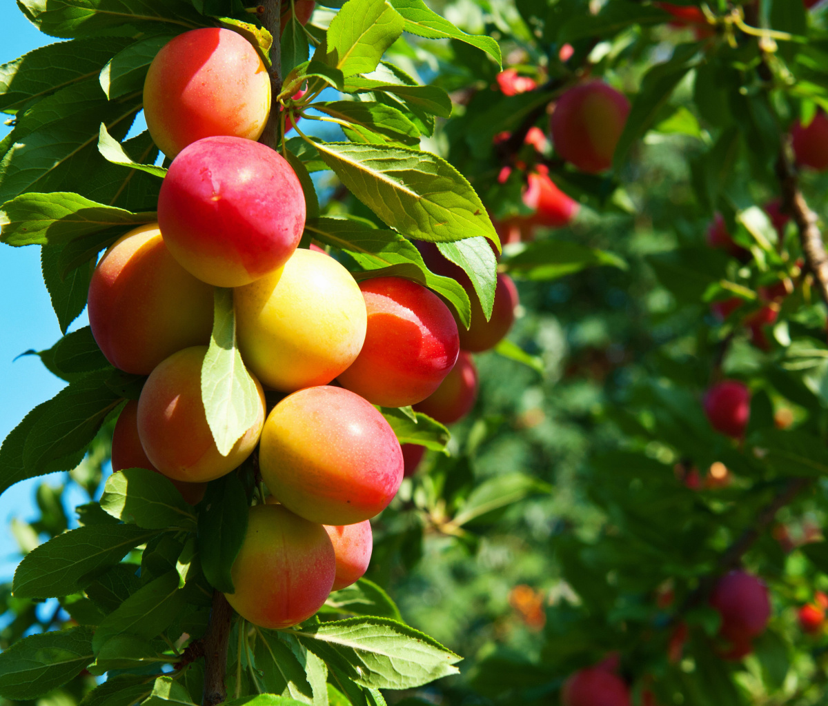 Обои Fruits of plum in spring 1200x1024
