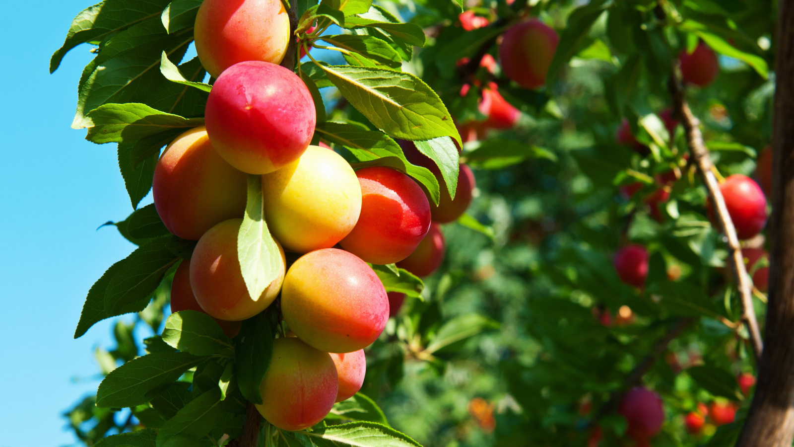 Fruits of plum in spring wallpaper 1600x900