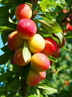 Fondo de pantalla Fruits of plum in spring 240x320