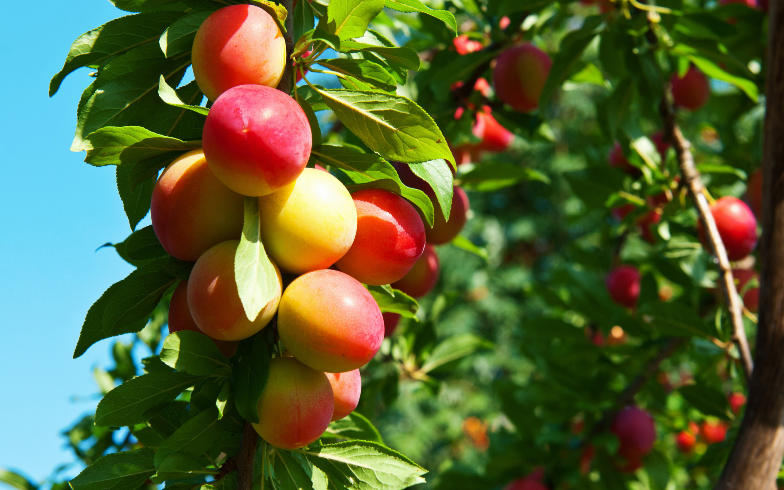 Fruits of plum in spring wallpaper 2560x1600