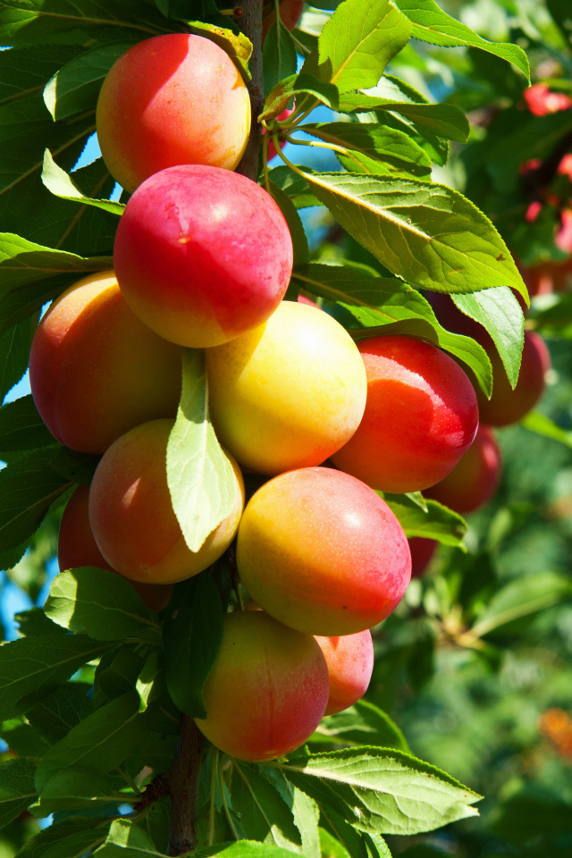 Das Fruits of plum in spring Wallpaper 640x960