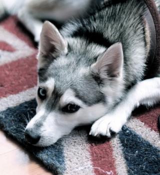 British Dog - Obrázkek zdarma pro iPad 3