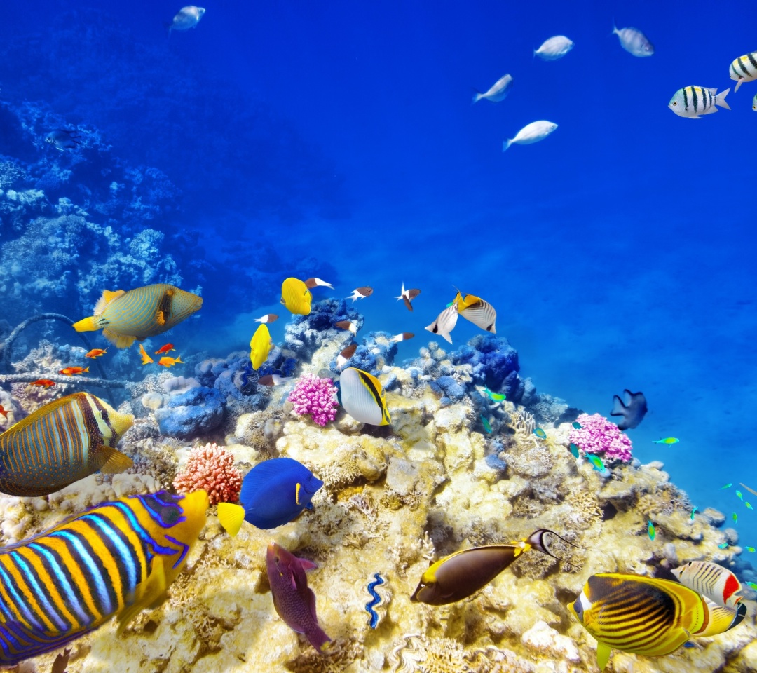 Diving in Tropics wallpaper 1080x960