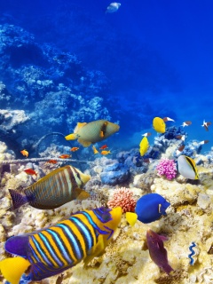 Fondo de pantalla Diving in Tropics 240x320