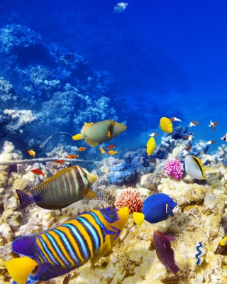 Kostenloses Diving in Tropics Wallpaper für 768x1280