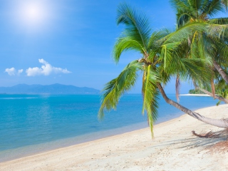 Coconut Paradise wallpaper 320x240