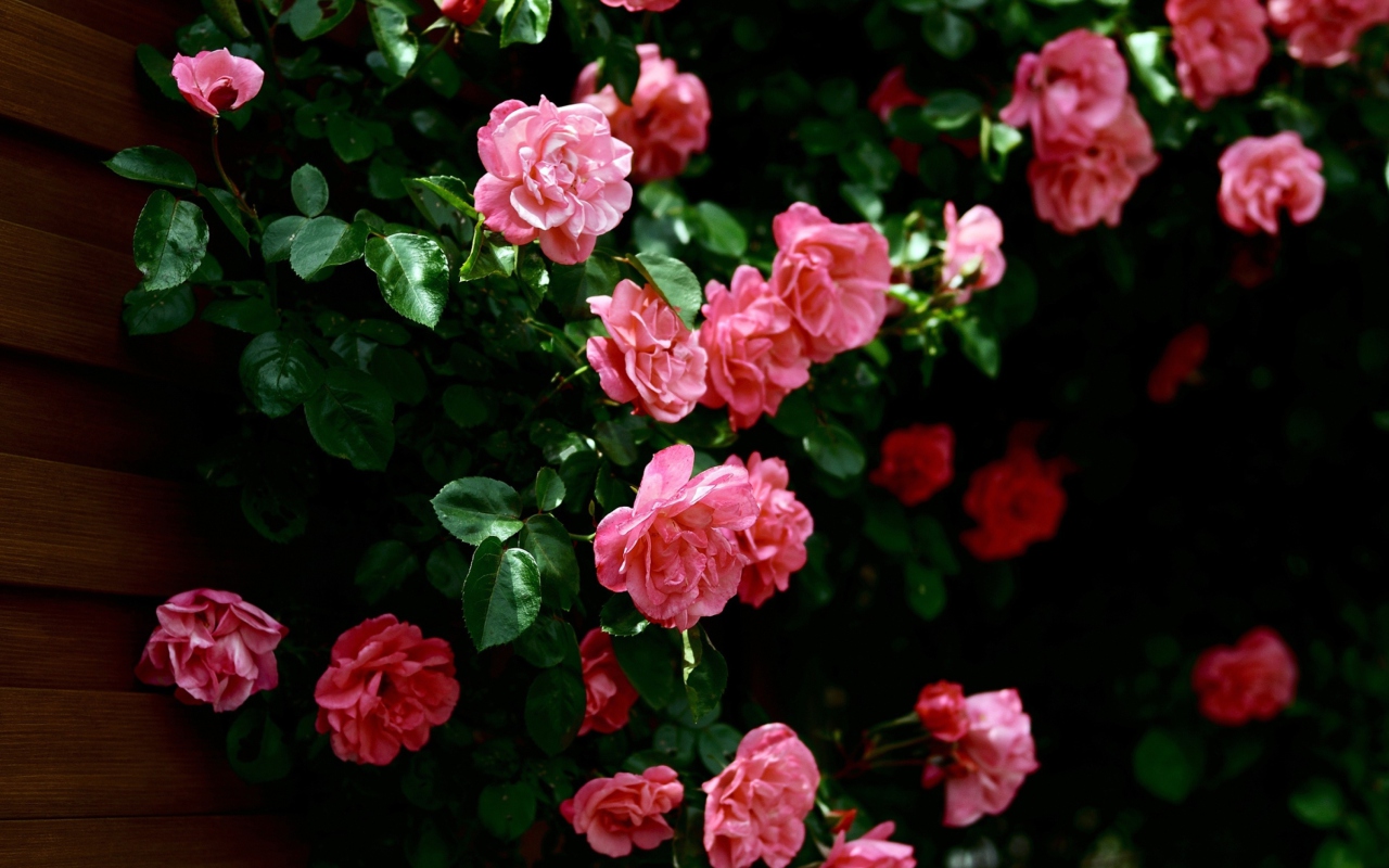 Screenshot №1 pro téma Pink Roses In Garden 1280x800