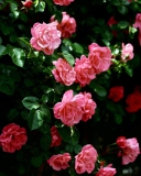 Screenshot №1 pro téma Pink Roses In Garden 128x160