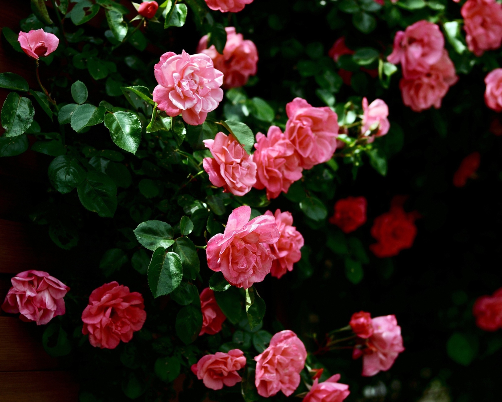 Das Pink Roses In Garden Wallpaper 1600x1280