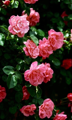 Screenshot №1 pro téma Pink Roses In Garden 240x400