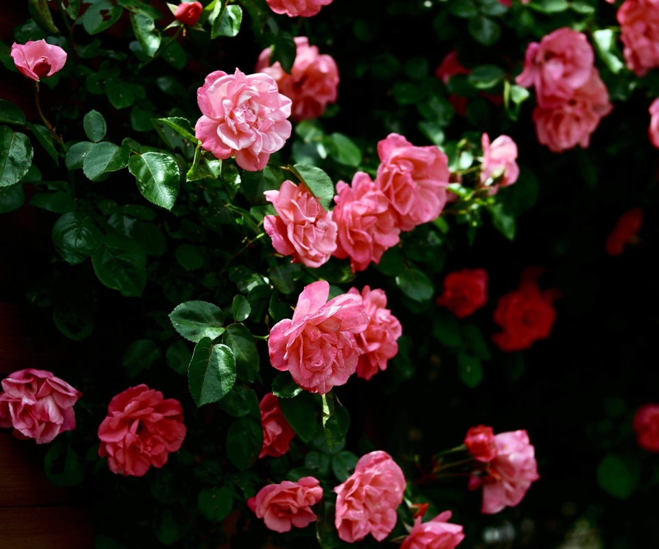 Обои Pink Roses In Garden 960x800