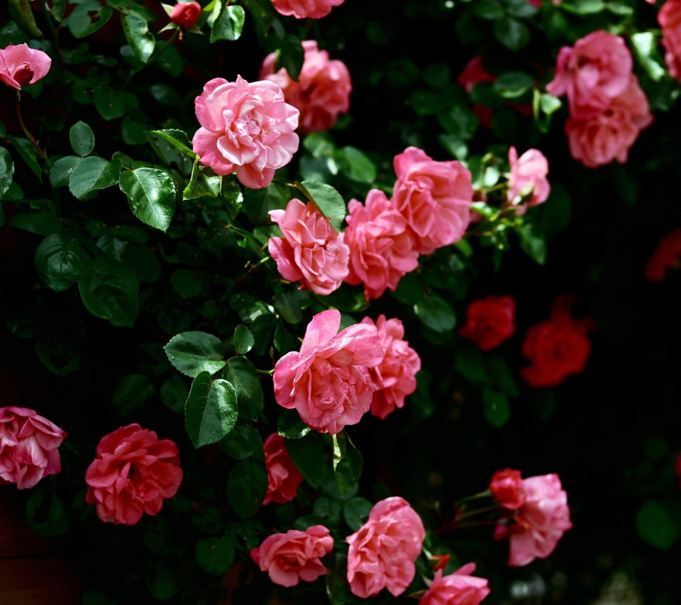 Screenshot №1 pro téma Pink Roses In Garden 960x854