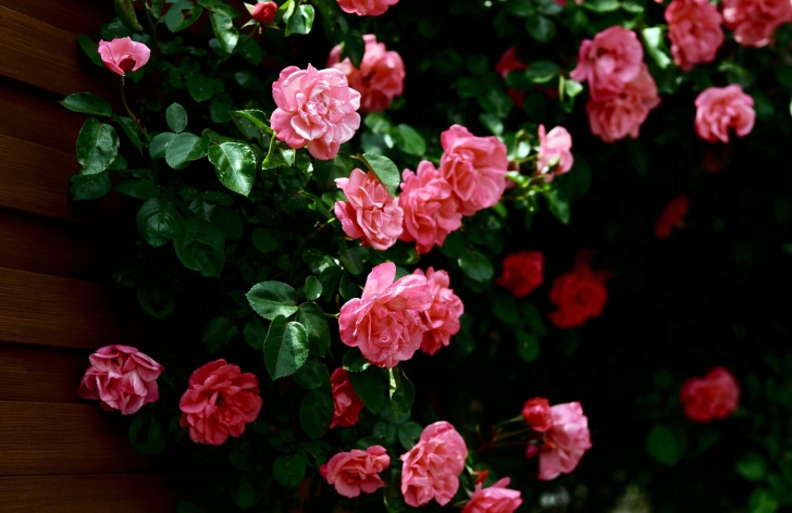 Обои Pink Roses In Garden