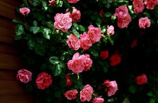 Kostenloses Pink Roses In Garden Wallpaper für Android, iPhone und iPad