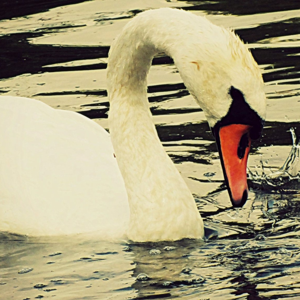 Обои White Swan 1024x1024