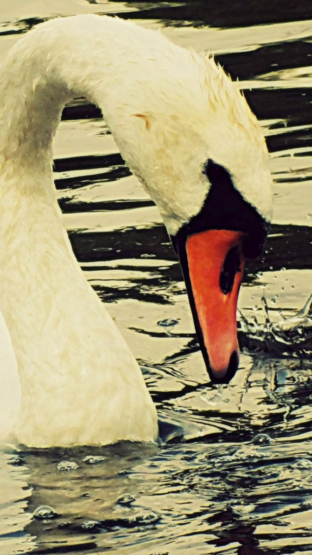 White Swan wallpaper 1080x1920