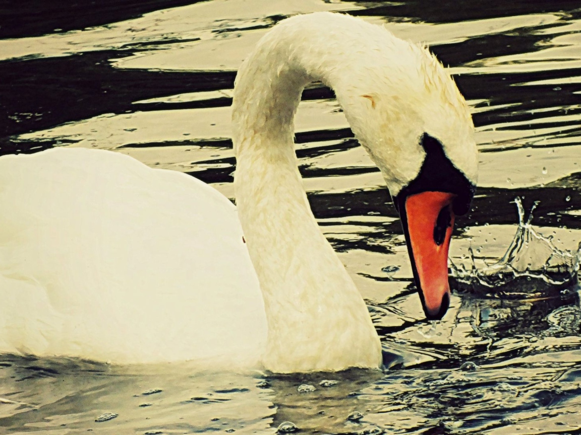 Fondo de pantalla White Swan 1152x864