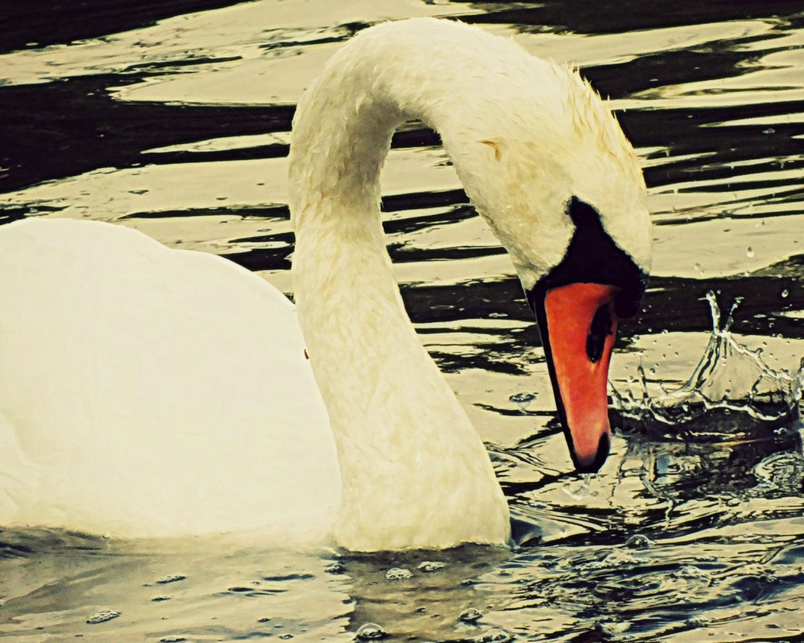 White Swan screenshot #1 1600x1280