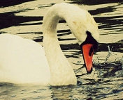 Обои White Swan 176x144