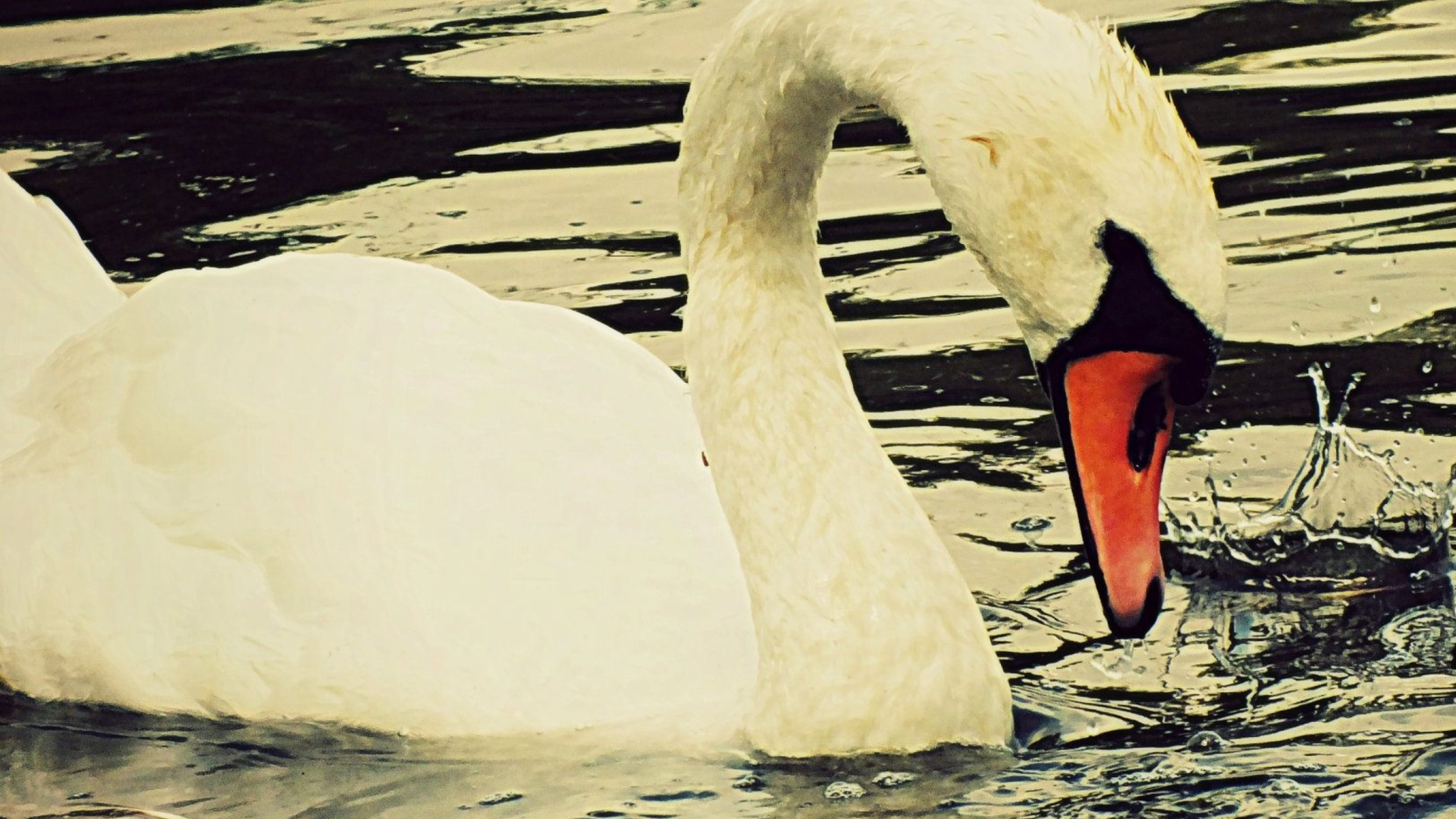 White Swan wallpaper 1920x1080