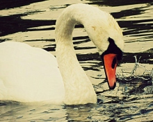 Обои White Swan 220x176