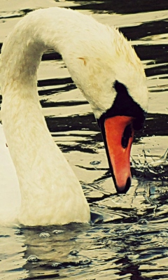 Screenshot №1 pro téma White Swan 240x400