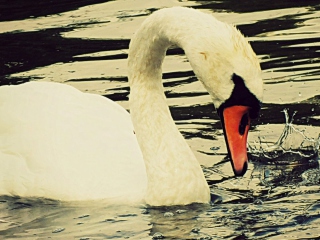 White Swan screenshot #1 320x240