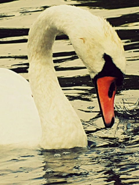 Fondo de pantalla White Swan 480x640