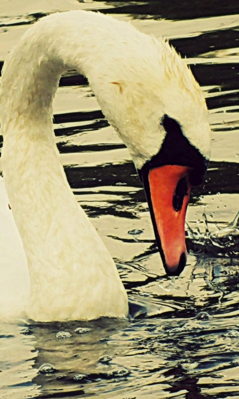 Screenshot №1 pro téma White Swan 480x800