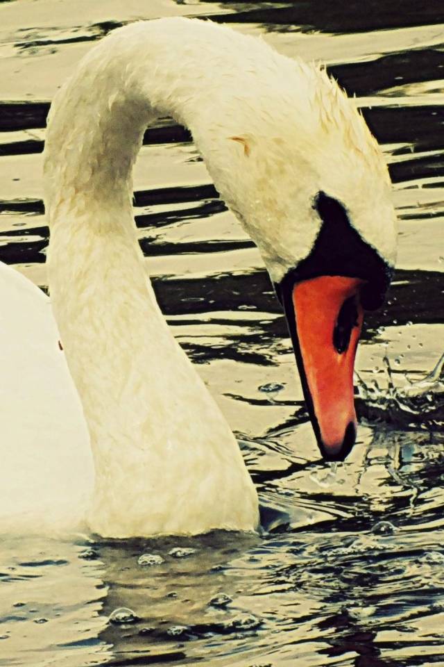 Sfondi White Swan 640x960