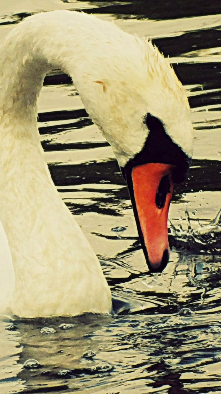 Fondo de pantalla White Swan 750x1334