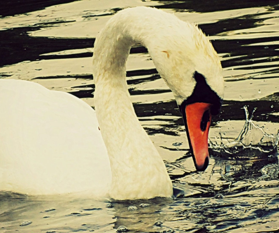 Обои White Swan 960x800