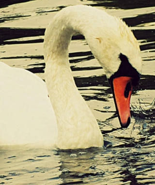 Free White Swan Picture for iPhone 3G