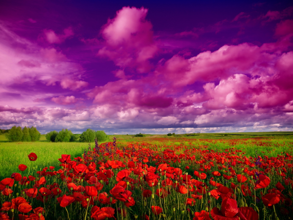 Das Poppies Field Wallpaper 1024x768