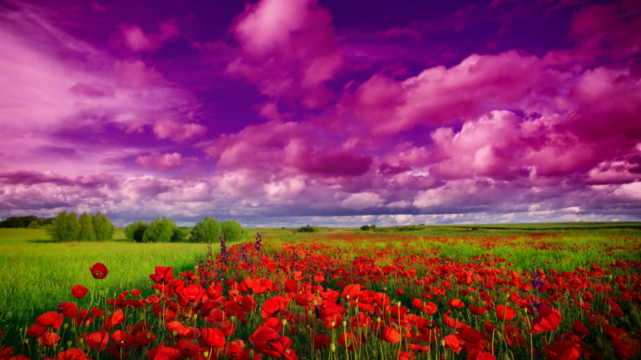 Poppies Field wallpaper 1280x720