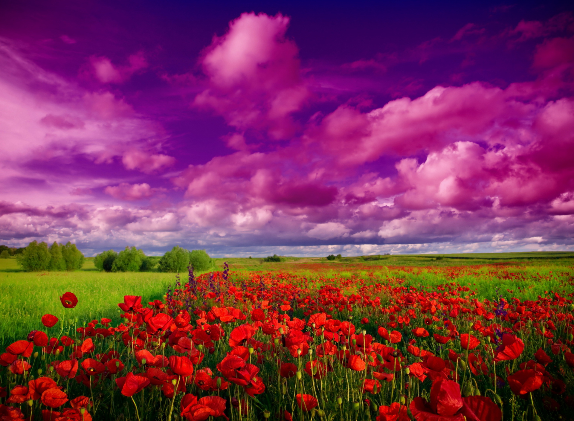 Screenshot №1 pro téma Poppies Field 1920x1408