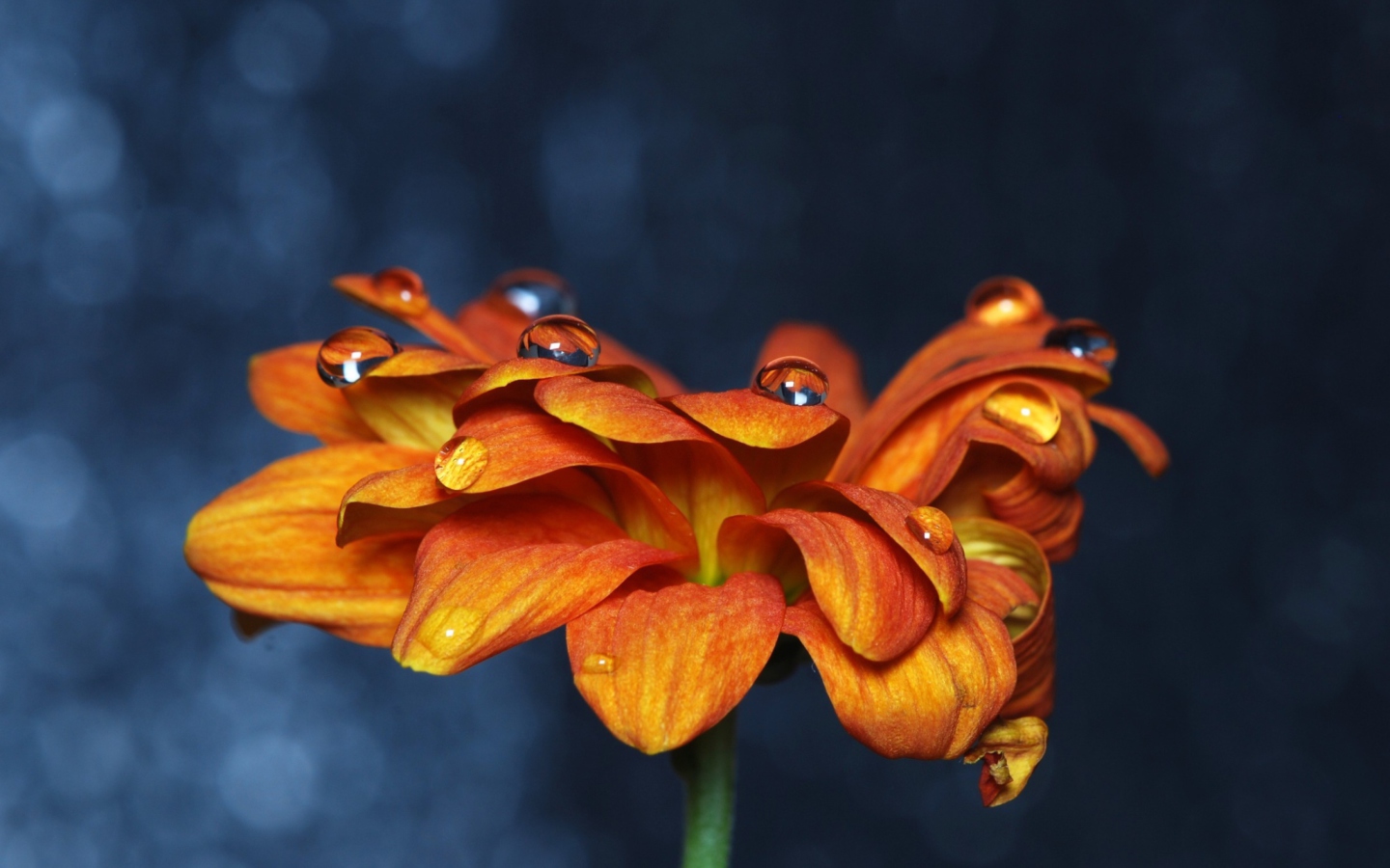 Screenshot №1 pro téma Orange Flower On Blue Background 1440x900