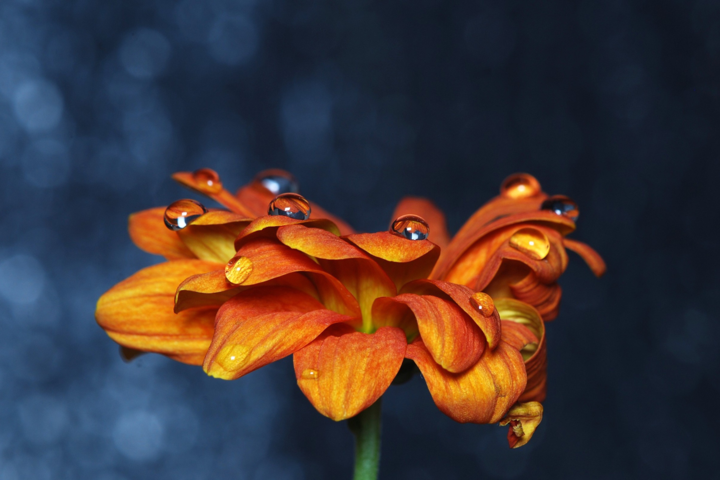 Screenshot №1 pro téma Orange Flower On Blue Background 2880x1920