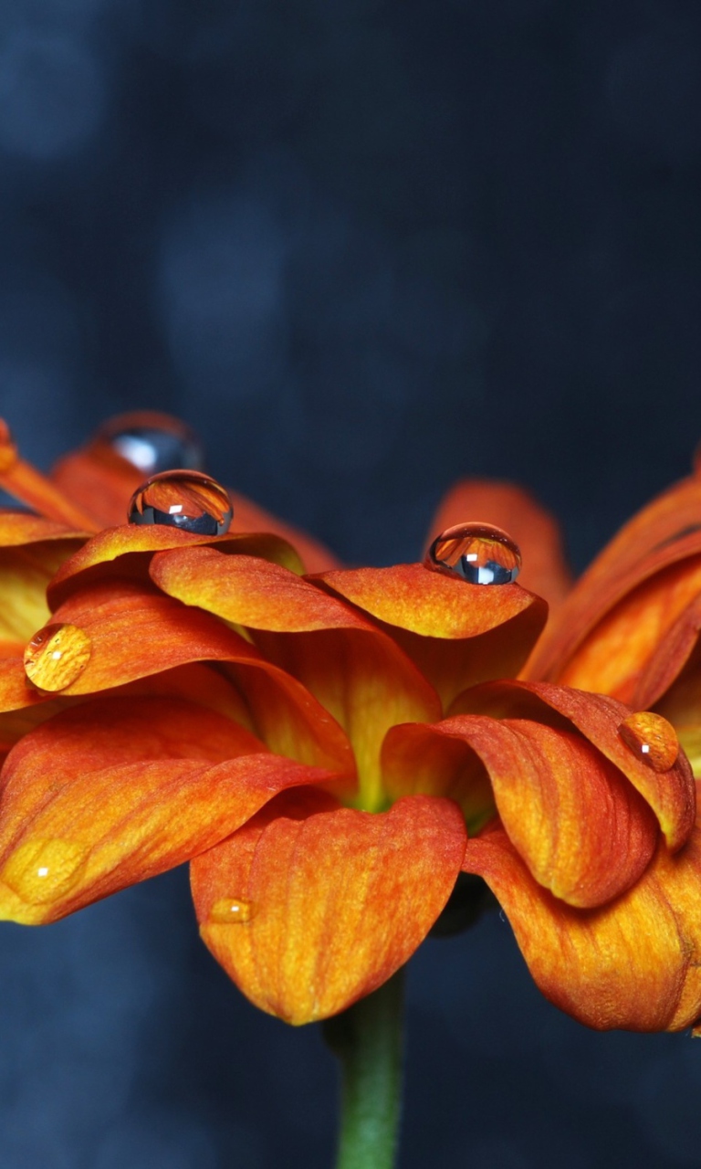 Screenshot №1 pro téma Orange Flower On Blue Background 768x1280