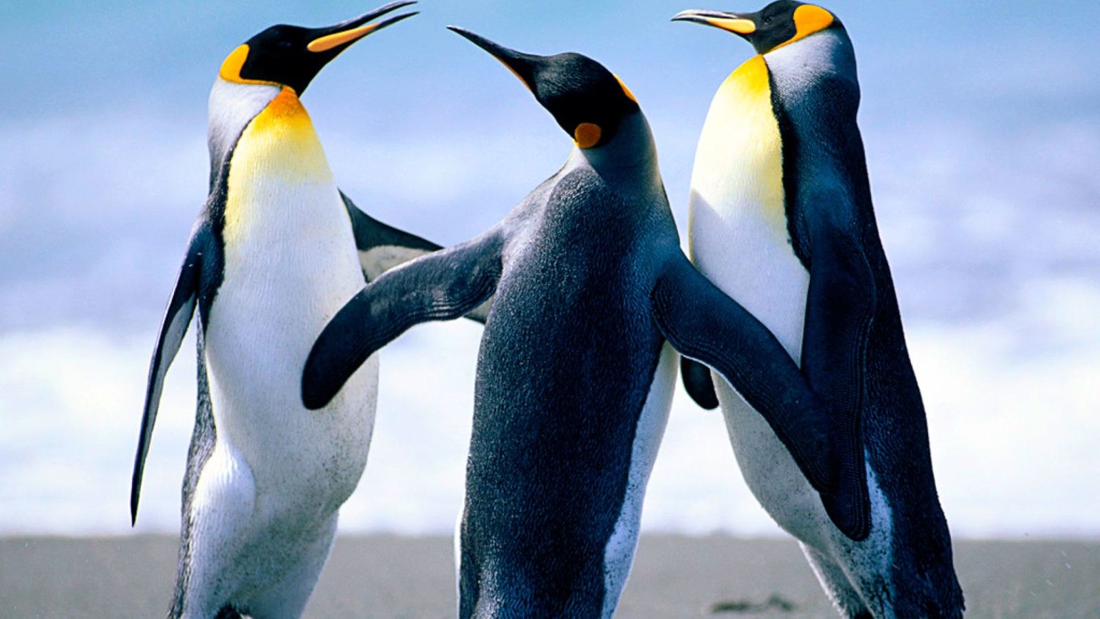 Screenshot №1 pro téma Penguins 1600x900