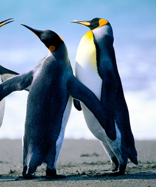 Penguins sfondi gratuiti per Nokia Asha 309