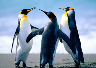 Penguins Background for Android, iPhone and iPad