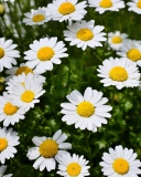 Daisy Meadow screenshot #1 128x160